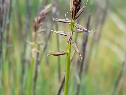 Carex macrostylos