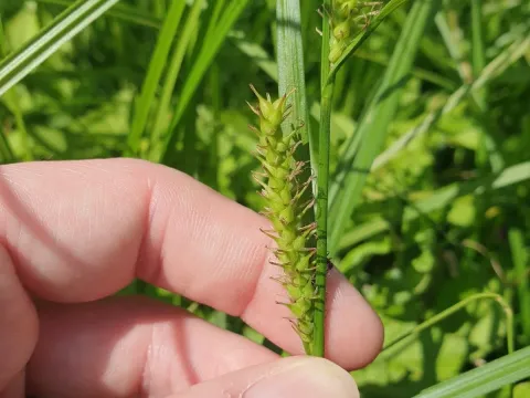 Miyabe sedge