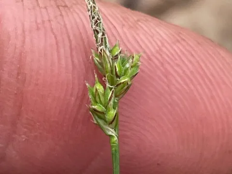 Carex albicans