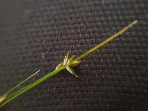 Appalachian sedge