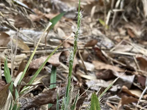 Carex baltzellii
