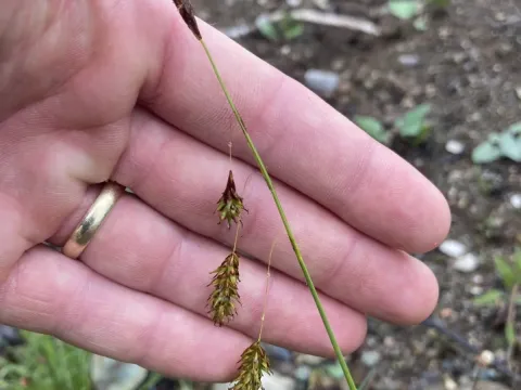 Chestnut sedge