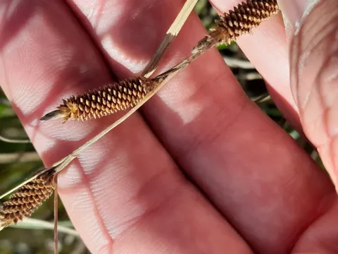 New Zealand hair sedge