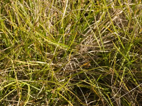Brownish sedge
