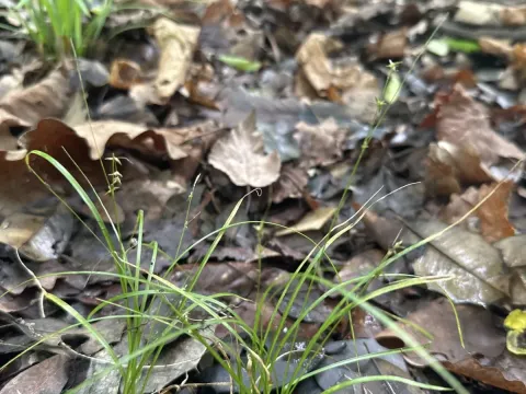 Social sedge