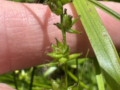 Eastern star sedge