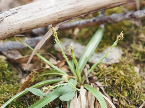 Broad-leaved sedge