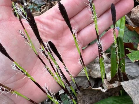 Plantain-leaved sedge