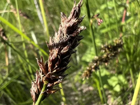Fibrous tussock-sedge