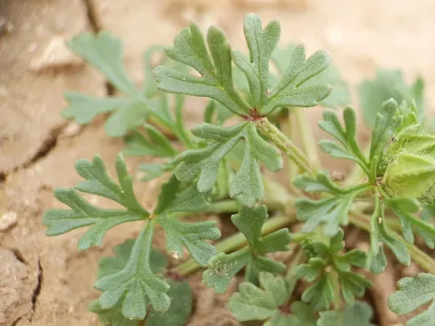Egyptian mallow