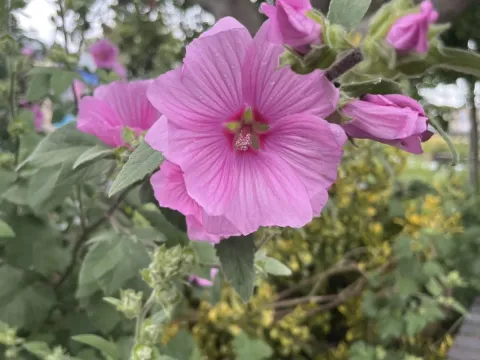 Мальва Клемента