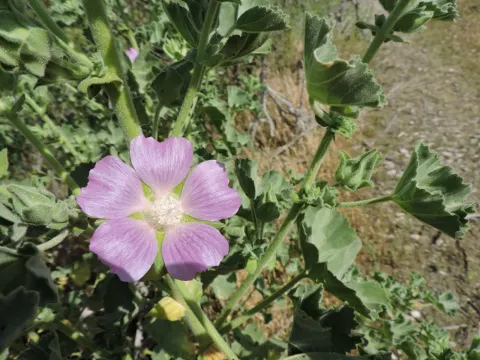 Portuguese mallow