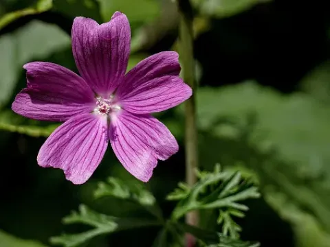 Malva stipulacea