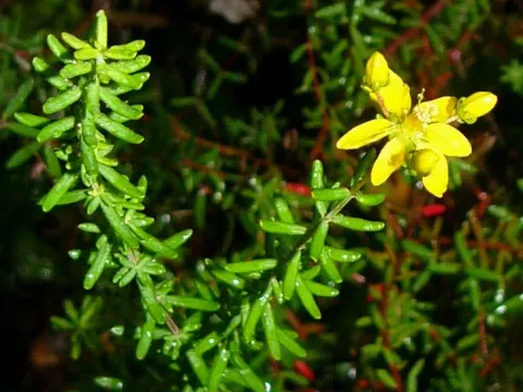 Hypericum amblycalyx