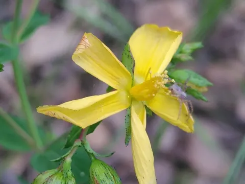 Southern St. John's wort