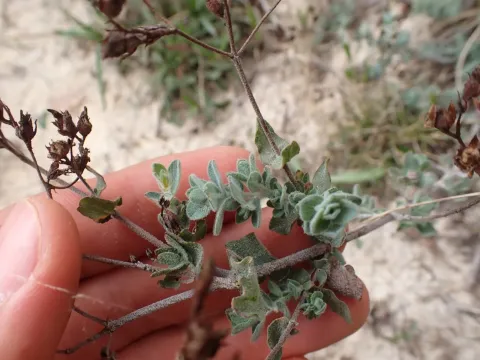 Зверобой войлочный