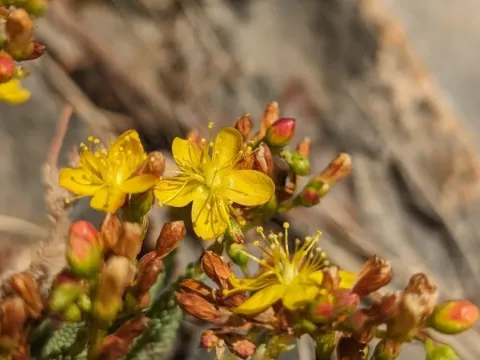 Heather-like St. John's wort