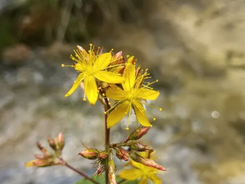 Hypericum caprifolium
