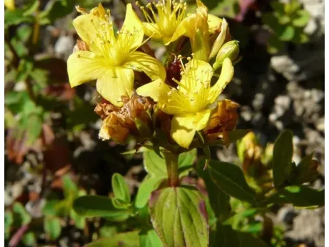 Corsican St. John's wort