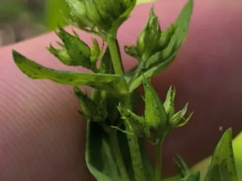 Hypericum elegans