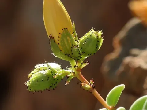 Hypericum fragile