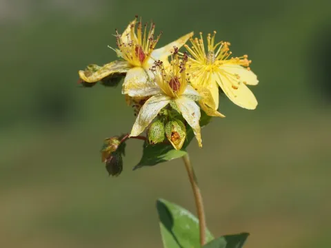 Richer's St. John's wort