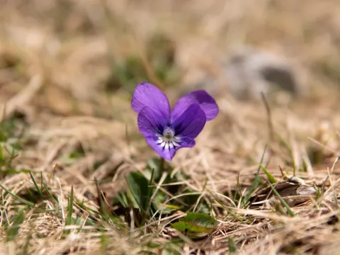 Фиалка альпийская