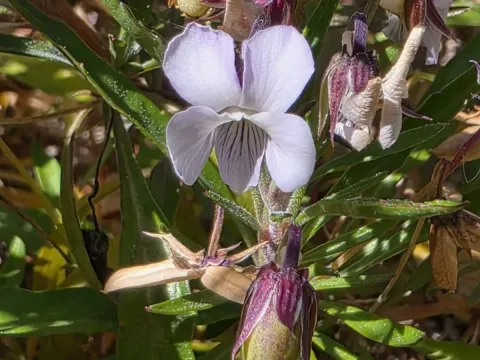 Tree violet