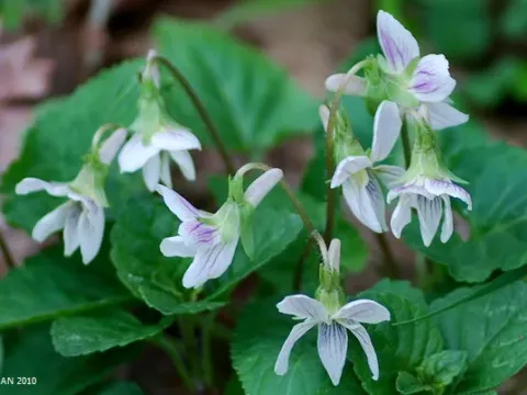 Yezo violet