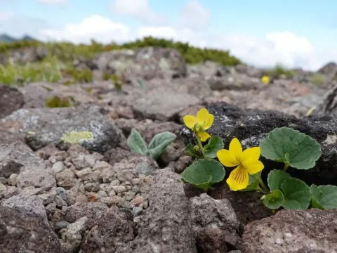 Viola yazawana