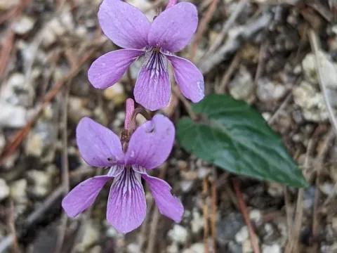 Viola violacea