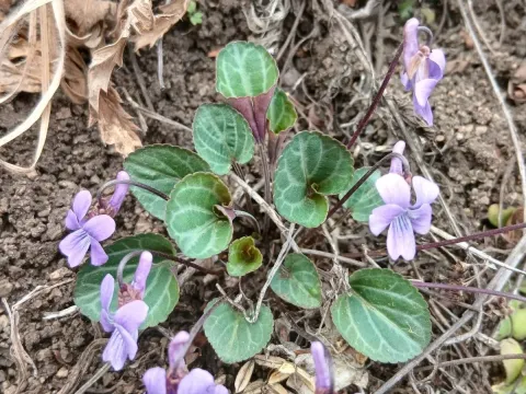 Variegated violet