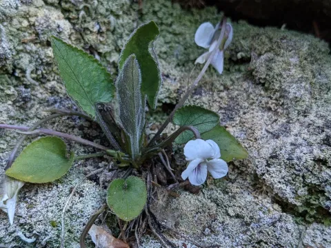 Viola thomasiana