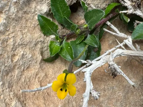 Viola scorpiuroides