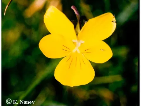 Rhodope violet