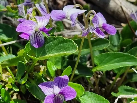 Showy violet