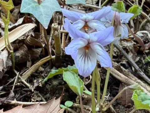 Bisset's violet