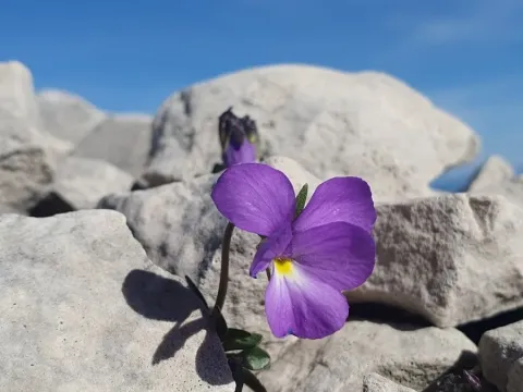 Фіалка ценізька