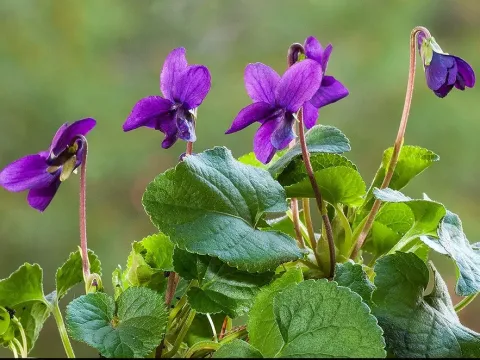 Comolli's violet
