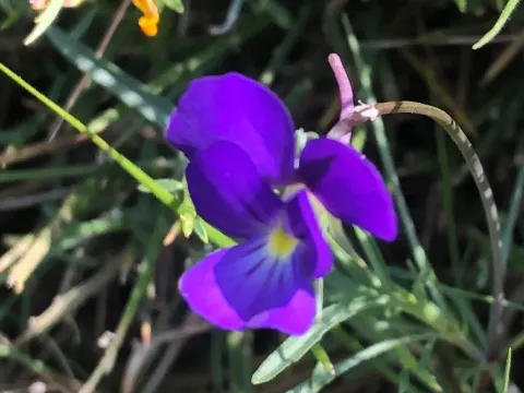 Corsican violet