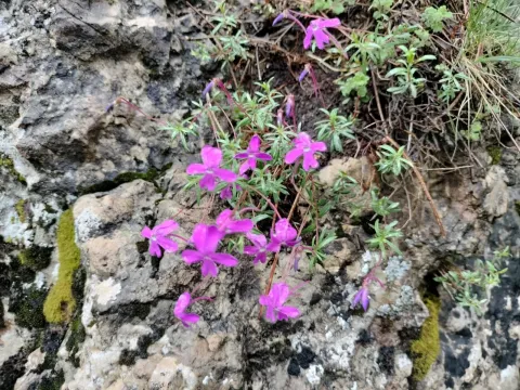 Viola cazorlensis