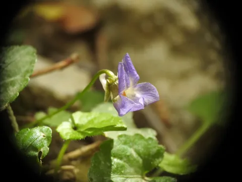 Cretan violet