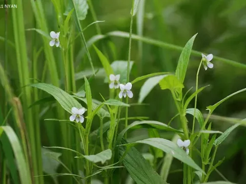 Radde's violet