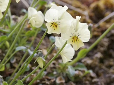 Viola eugeniae