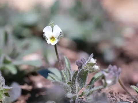Dwarf pansy