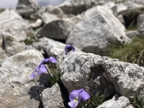 Фиалка Гризебаха