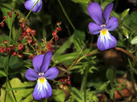Viola orphanidis