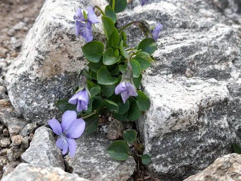 Silver violet