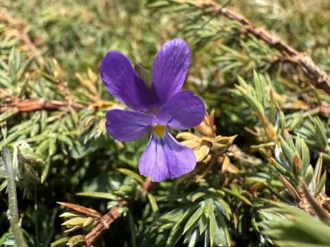 Viola montcaunica
