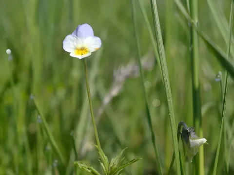 Viola hymettia